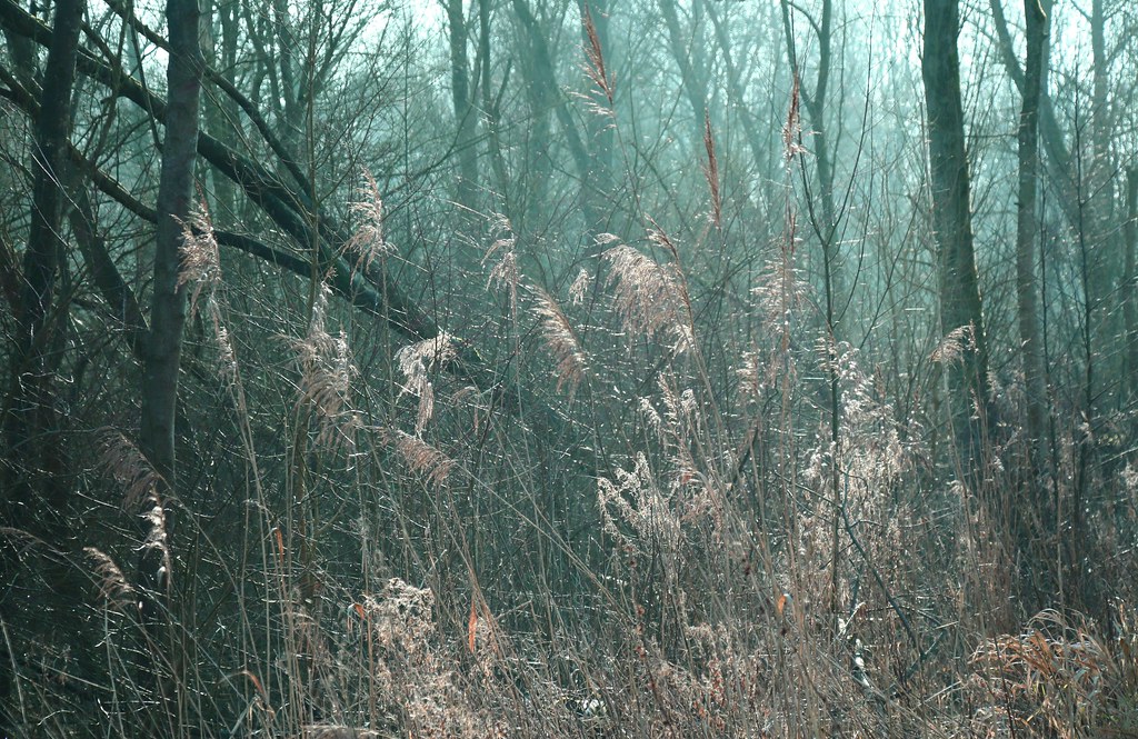 Woodland Woodland Paper Kites 🎵 youtu.be/82xEG2mCbCo InTheMind