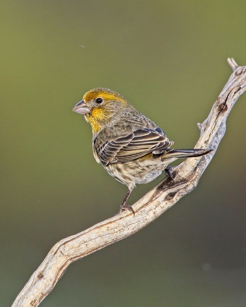 house finch yellow pigmented male Jim Moodie Flickr