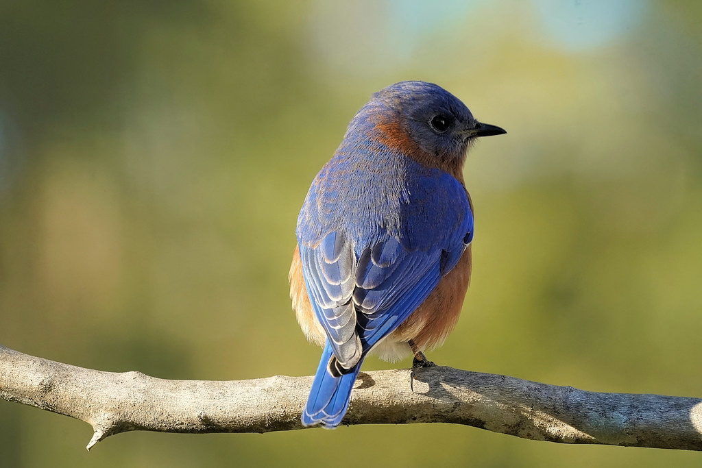 Backyard Birding Eastern Bluebird Bob Holler Flickr