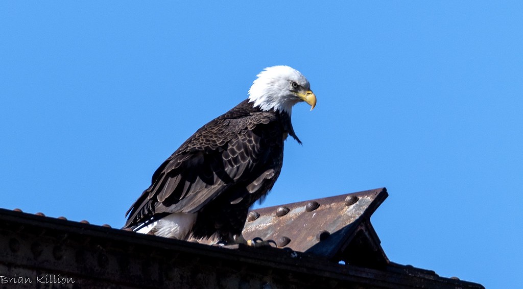 850_0278.jpg Brian Killion Flickr