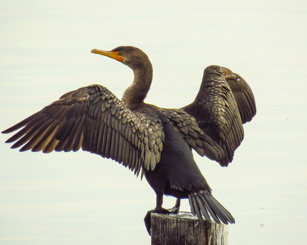 Cormorant Bill Niven Flickr
