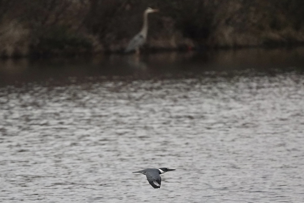 Belted Kingfisher and Great Blue Heron, Lake Herrick Flickr