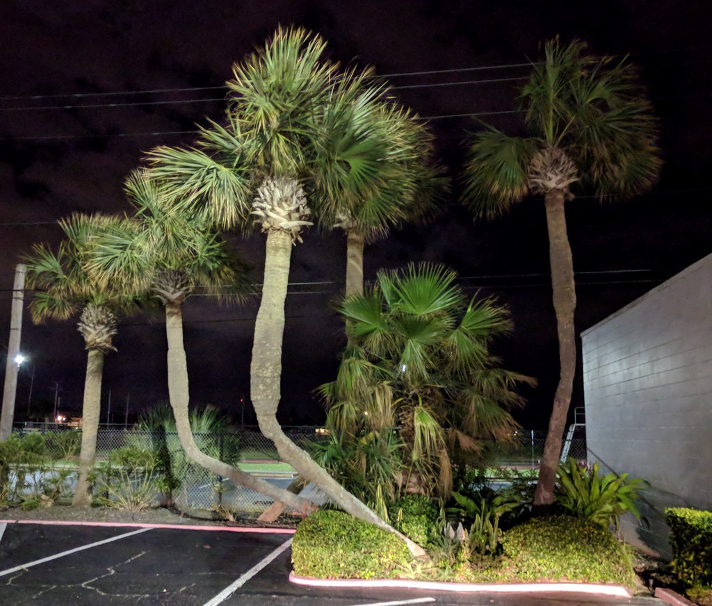 Daytona Beach Palm Trees Palm trees are my favorite trees.… Flickr