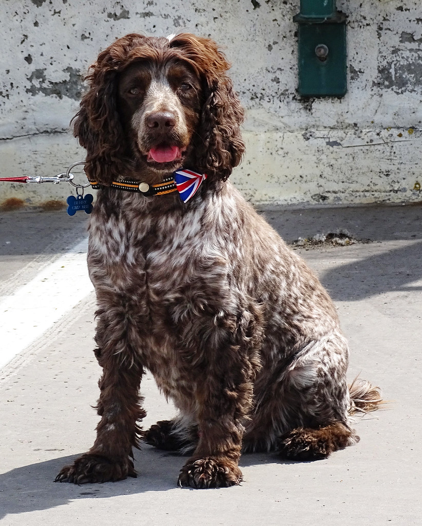 Jubilee pup Dog I spotted whilst waiting for The Queen’s j… Flickr