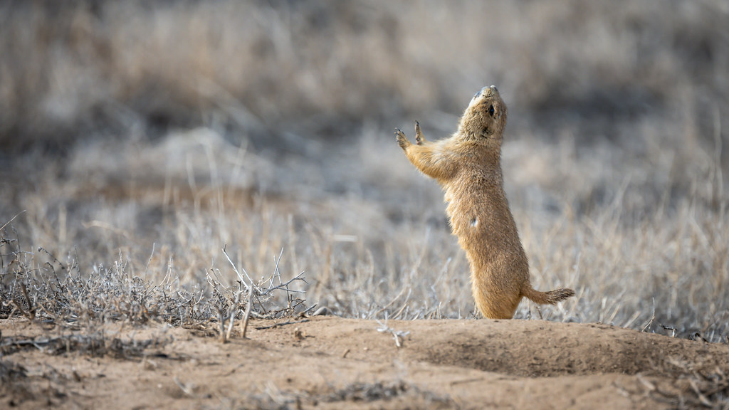 JumpYip Prairie Dog Everywhere Pair Flickr