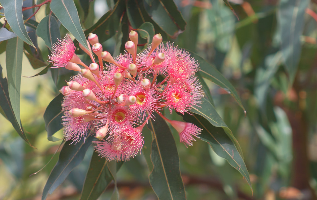 Eucalyptus Flowers Pink Eucalyptus flowers in late Summer.… Flickr