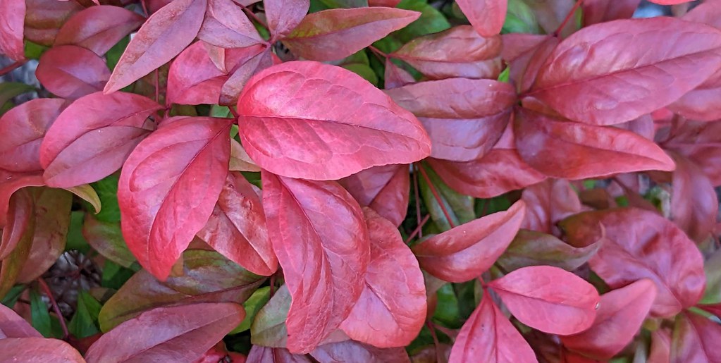 Nandina leaves Nandina plants are commonly used as ornamen… Flickr