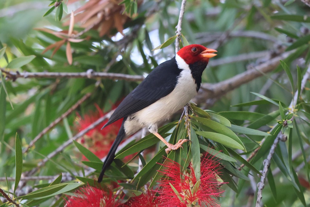 Cardinal, Yellowbilled Hawaii Jim sculatti Flickr