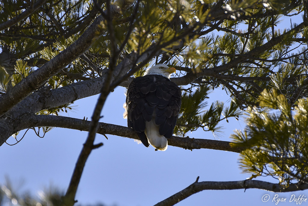 Bald Eagle Bald Eagle. Indianapolis, Indiana. RJACBclan Flickr