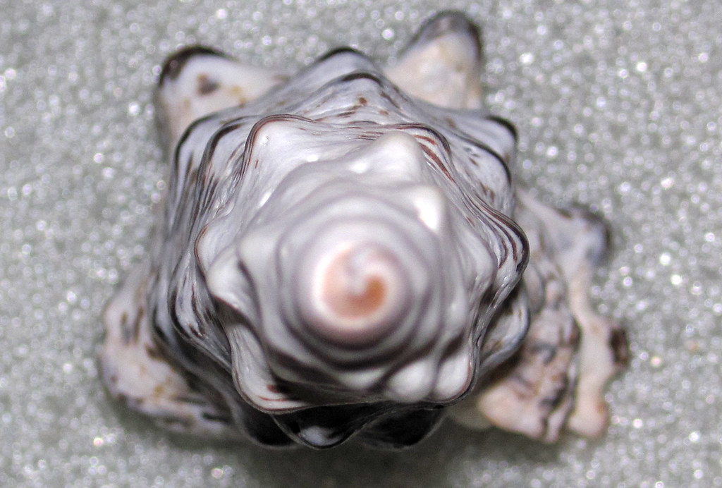 Cerithium nodulosum (giant knobbed cerith snail shell) (near Diani