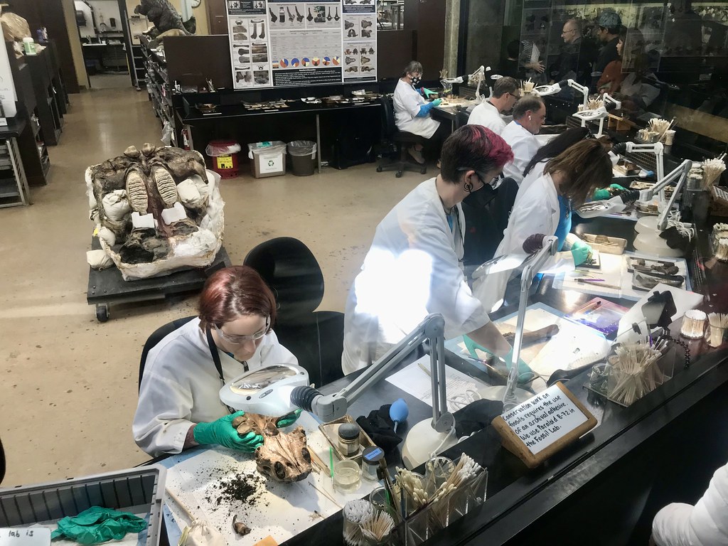 La Brea Tar Pits Museum, Los Angeles, CA Fossil preparator… Flickr