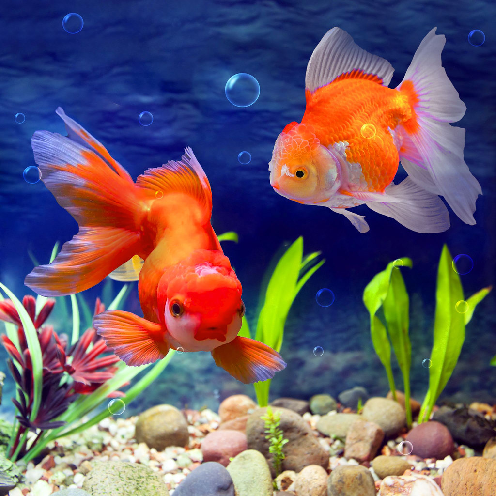 Goldfish Aquarium Jigsaw Chic Bee Flickr