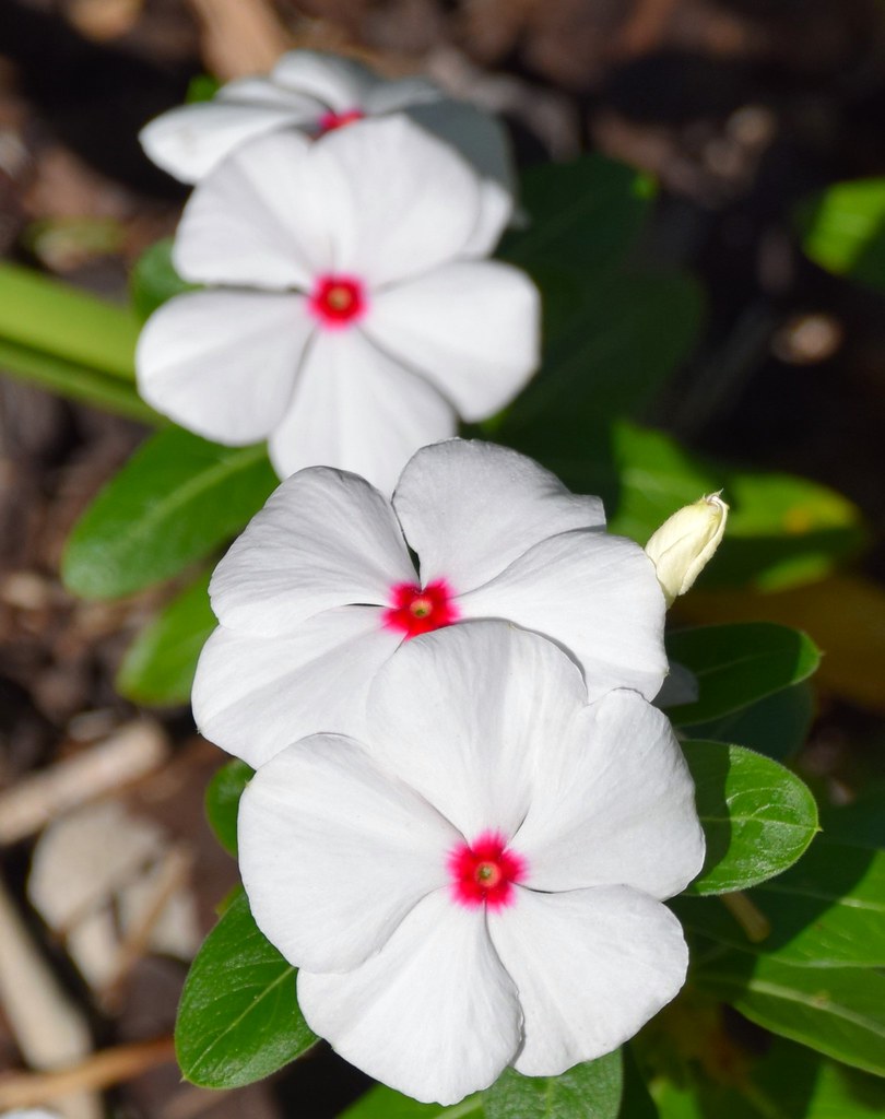 White Vinca A beautiful summer flowering perennial. It has… Flickr