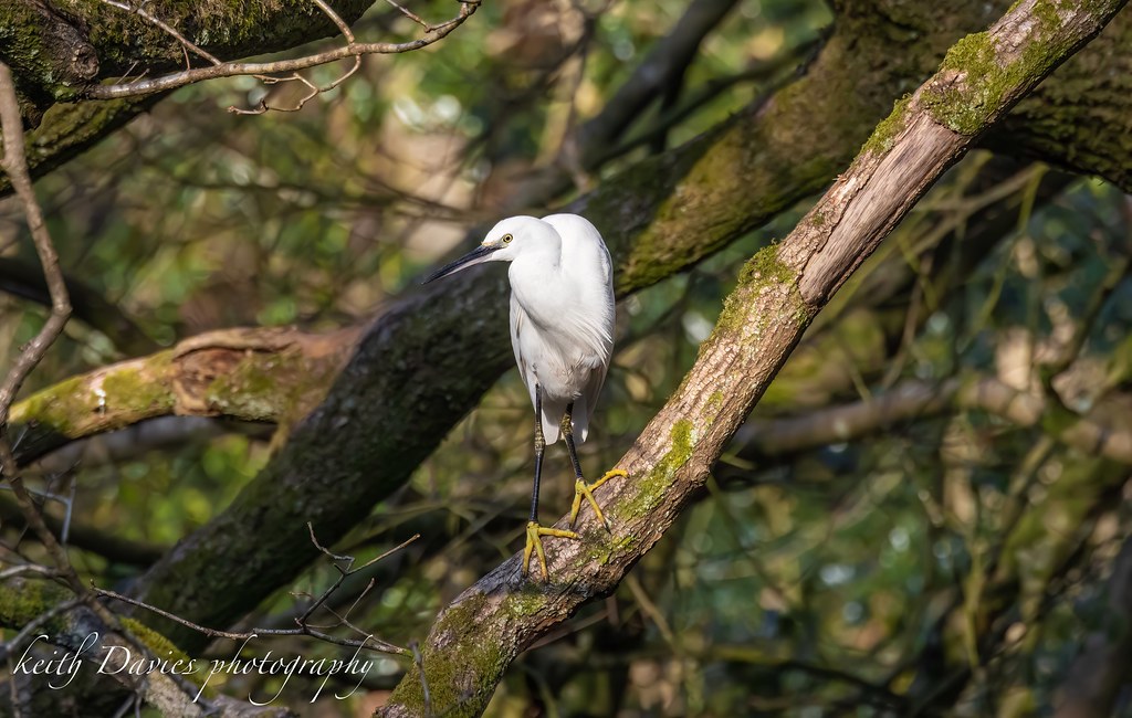 Untitled Keith Davies Flickr