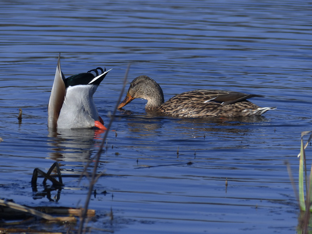 Ducking and Diving P1830279 Mallards river crane sanctuary Flickr