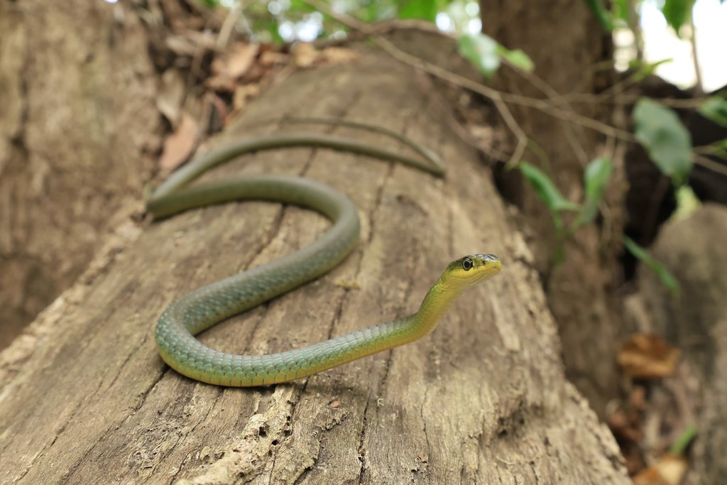 Common Tree Snake (Dendrelaphis punctulatus) Mitch Thorburn Flickr
