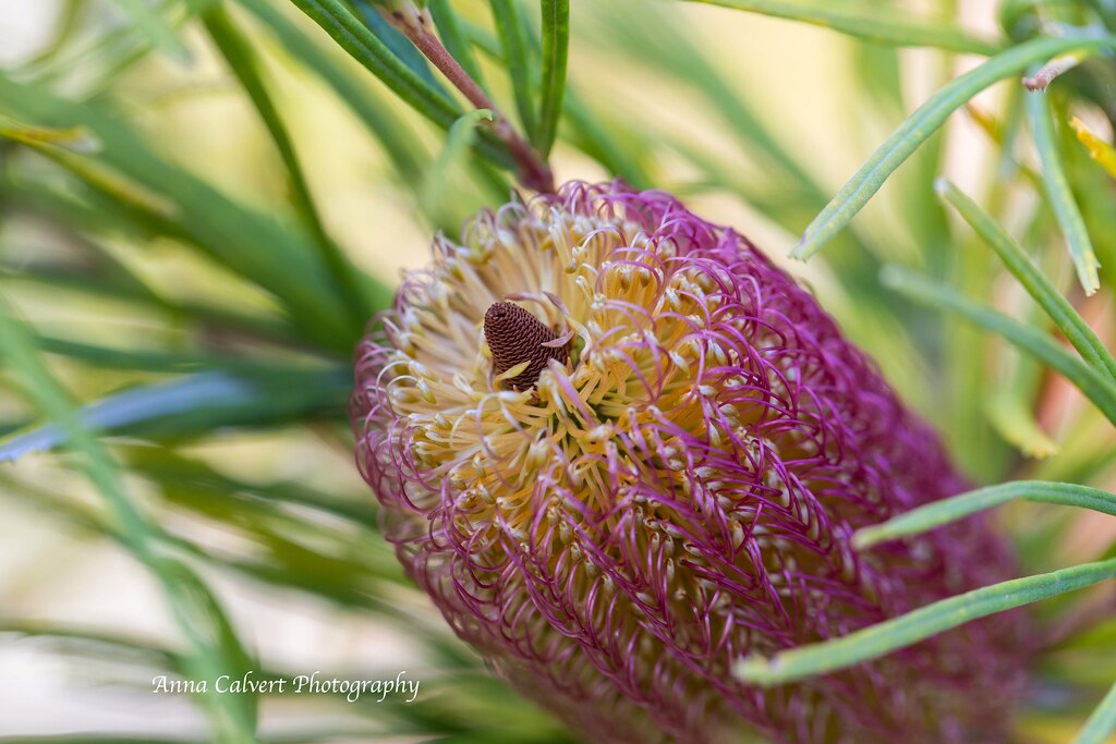 Australian Flowers Banksia Occidentalis Flower Anna Calvert Flickr