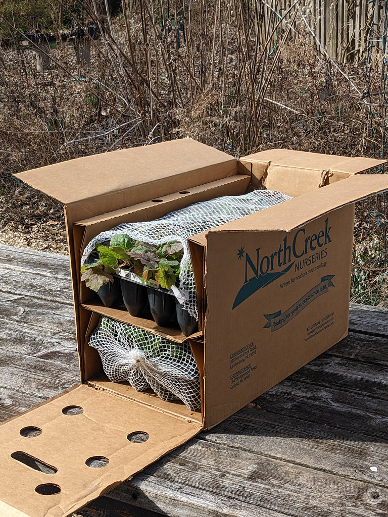 PXL_20230209_162021874.NIGHT.jpg Izel Native Plants Flickr