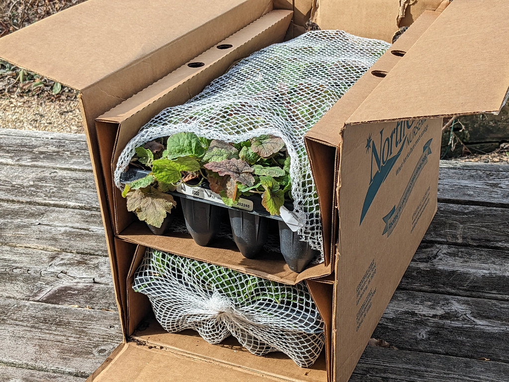 PXL_20230209_162124615.jpg Izel Native Plants Flickr