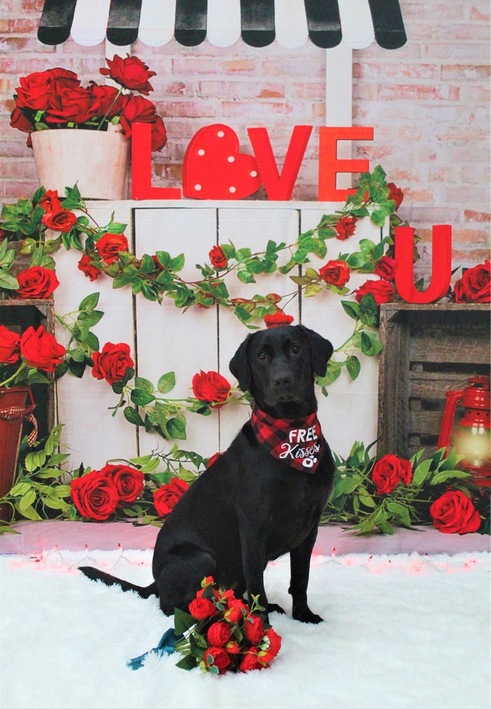 Ember Norman Rover Oaks Pet Resort Katy Flickr