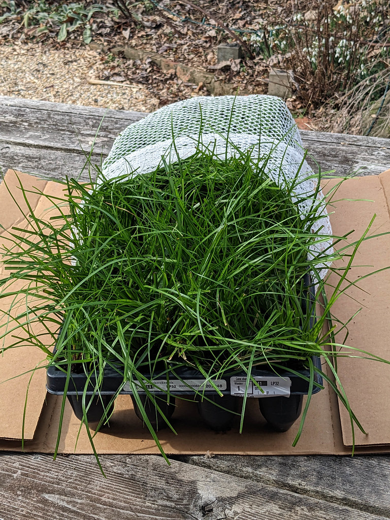 PXL_20230209_162759779.jpg Izel Native Plants Flickr