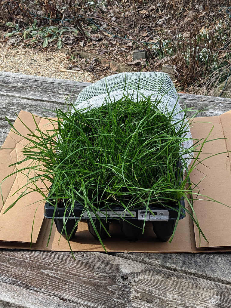 PXL_20230209_162803477.jpg Izel Native Plants Flickr