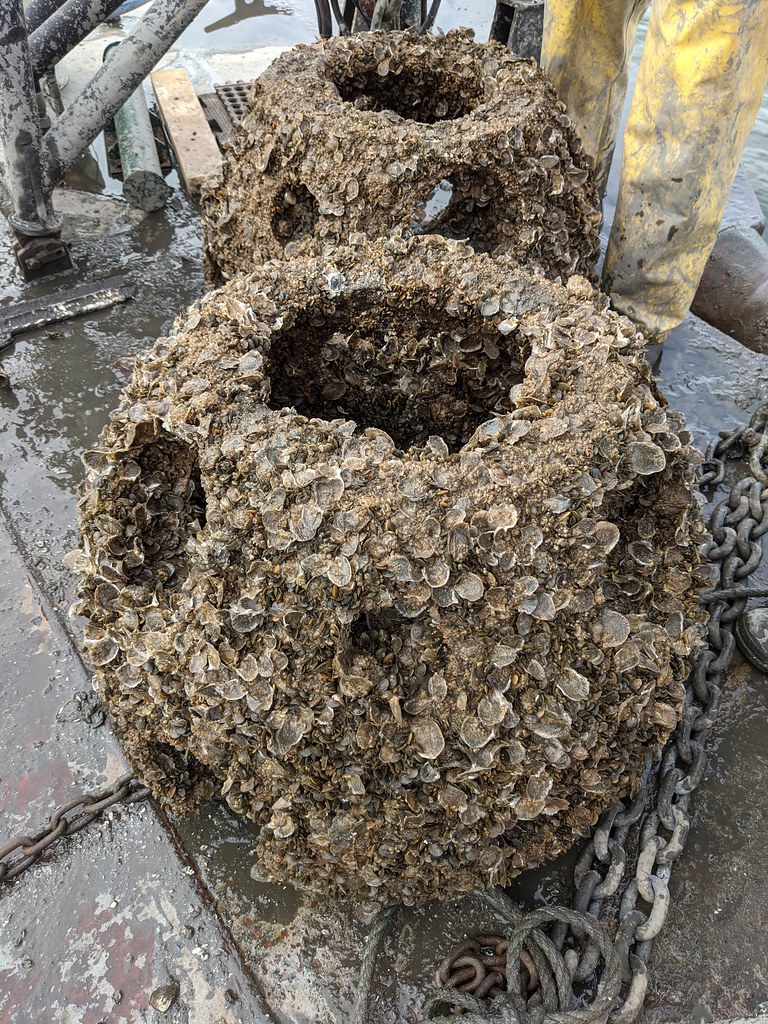 In NYC, Oyster Gardens are Inspiring Residents to Reimagine the Harbor