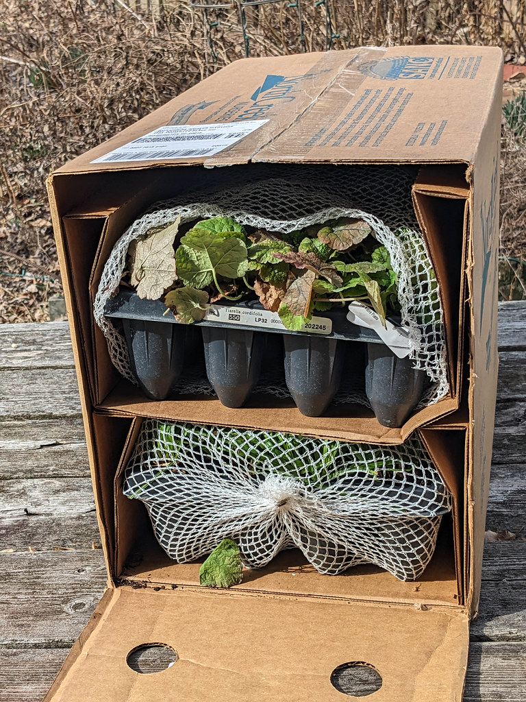 PXL_20230209_161743992.jpg Izel Native Plants Flickr