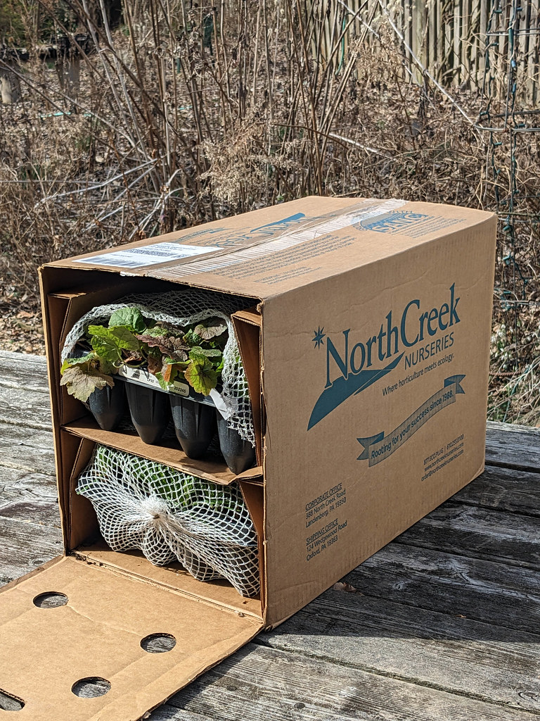 PXL_20230209_161848918.jpg Izel Native Plants Flickr