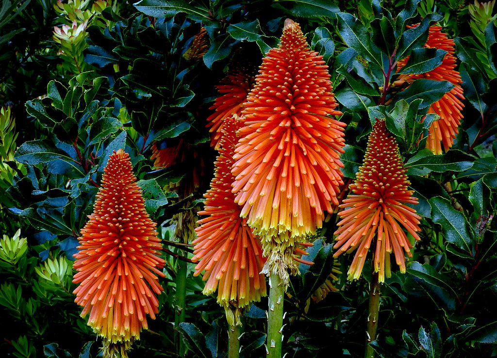 Red hot pokers (Kniphofia) a photo on Flickriver