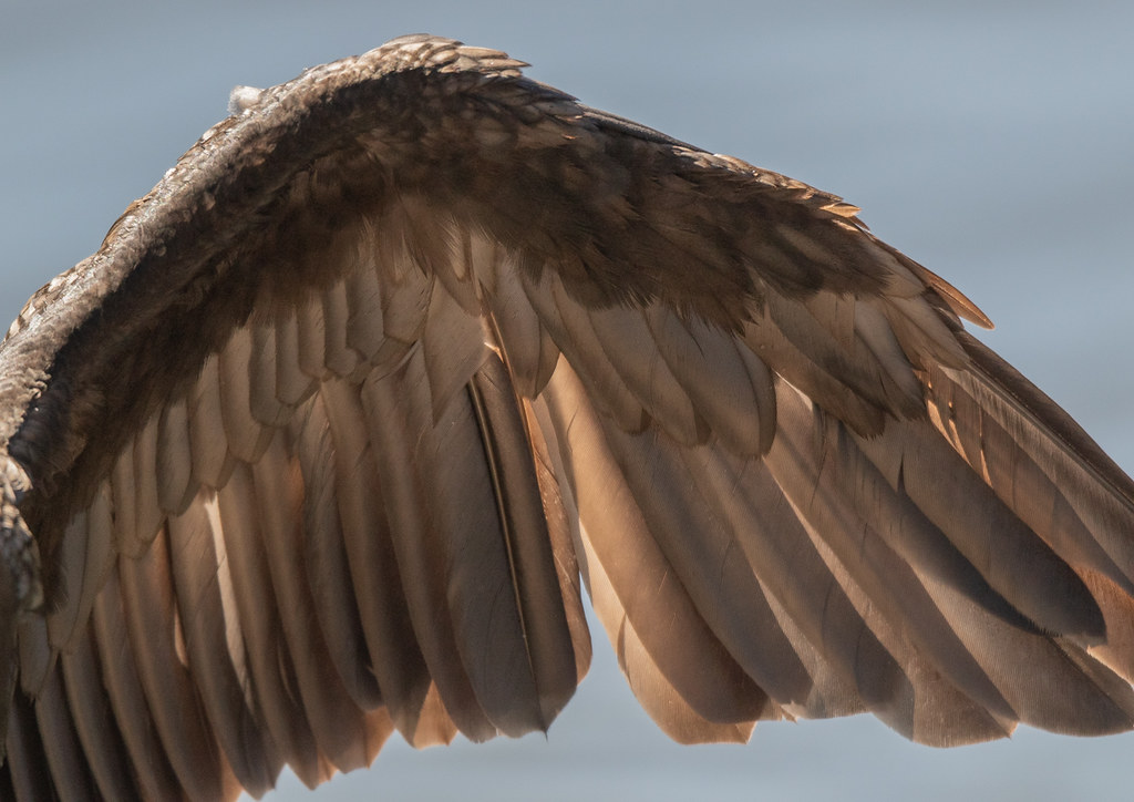 Cormorant wing, Reid Park, Tucson, 21623 Peter Crook Flickr