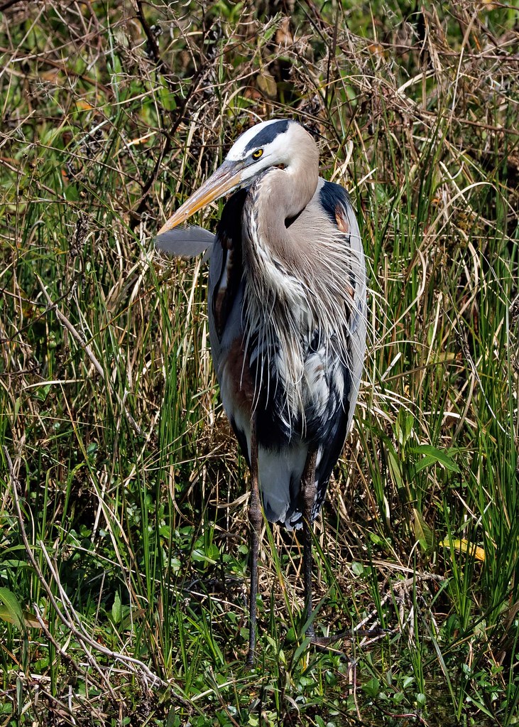Great Blue Heron Circle B Bar Reserve Polk County, Florida… David