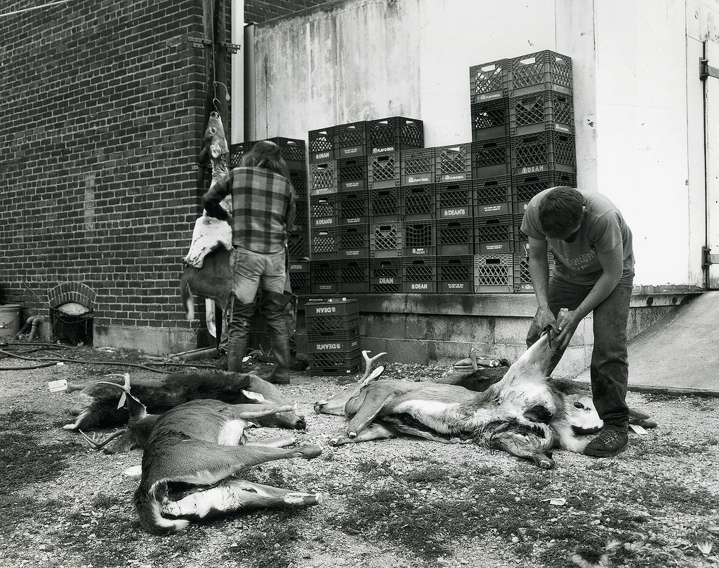 Deer skinners Men skin deer brought in by hunters on the f… Flickr