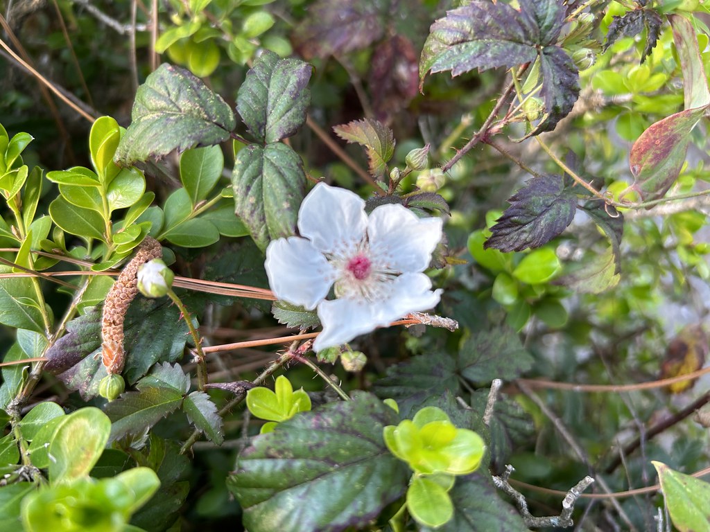 Blackberries blooming. Dogwood and Azaleas not yet Flickr