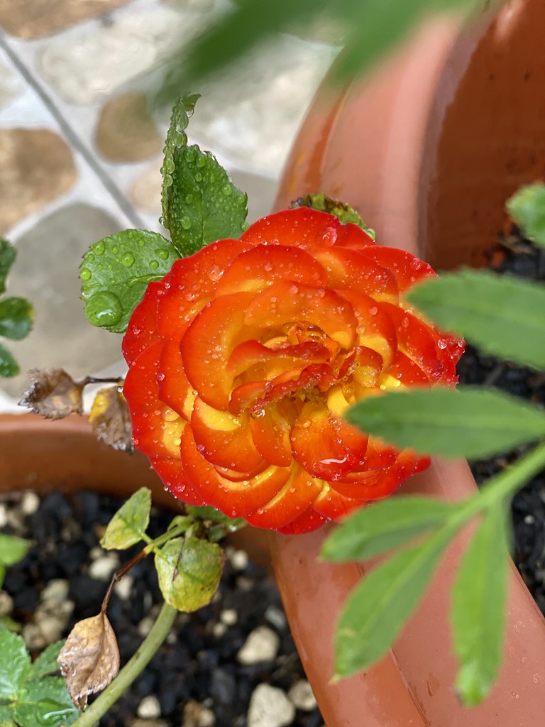 Flowers from the garden Cuenca, Ecuador freebear12 Flickr