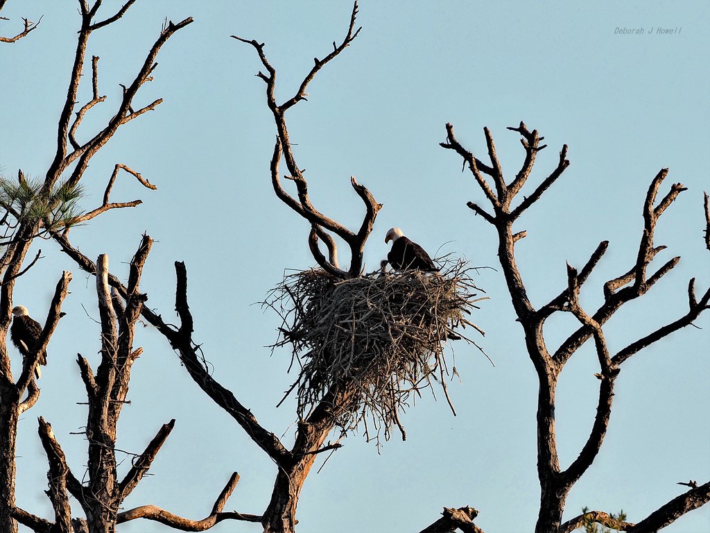 Port Canaveral BE098 Bald Eagle Nest Saw TWO eaglets. 😁 O… Flickr