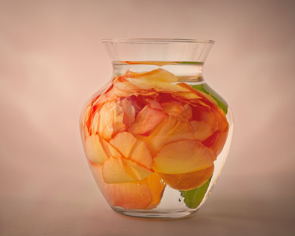 Rose in a vase Rose in vase kjbax Flickr