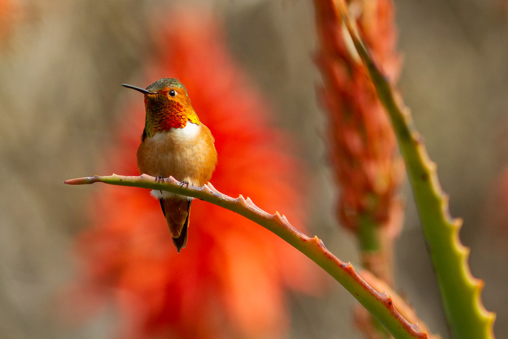 Pasadena Area Birds Flickr