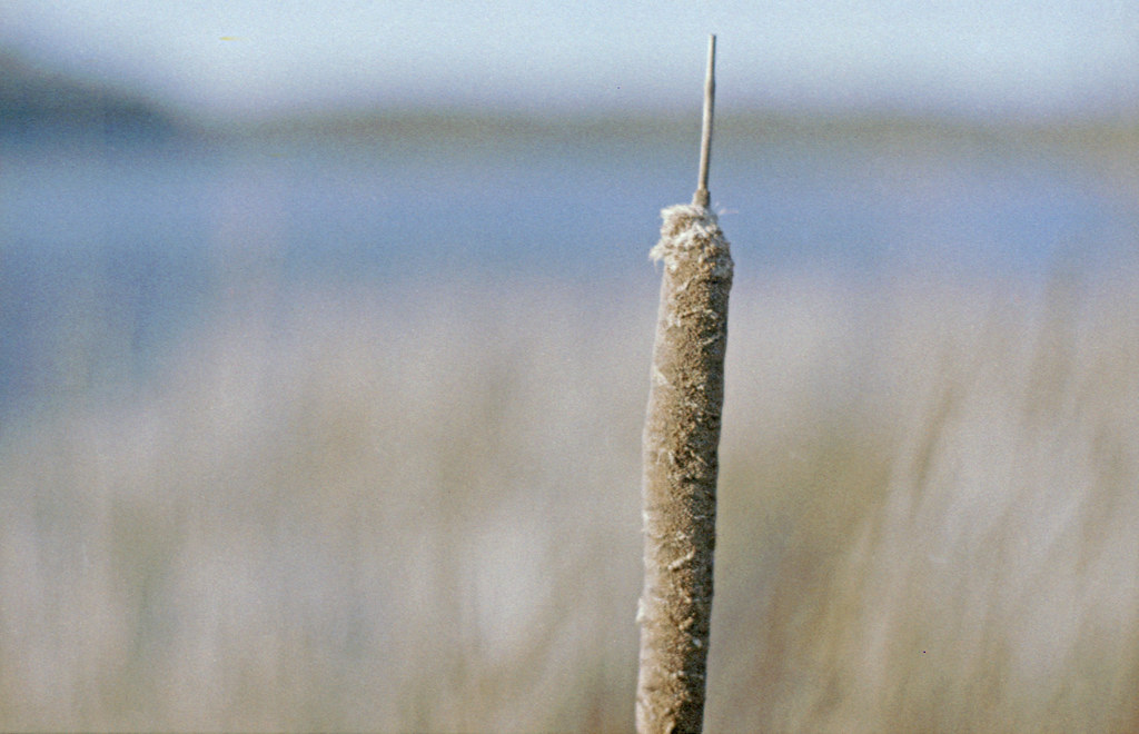Eel Pond_Rye NH walter gaddis Flickr