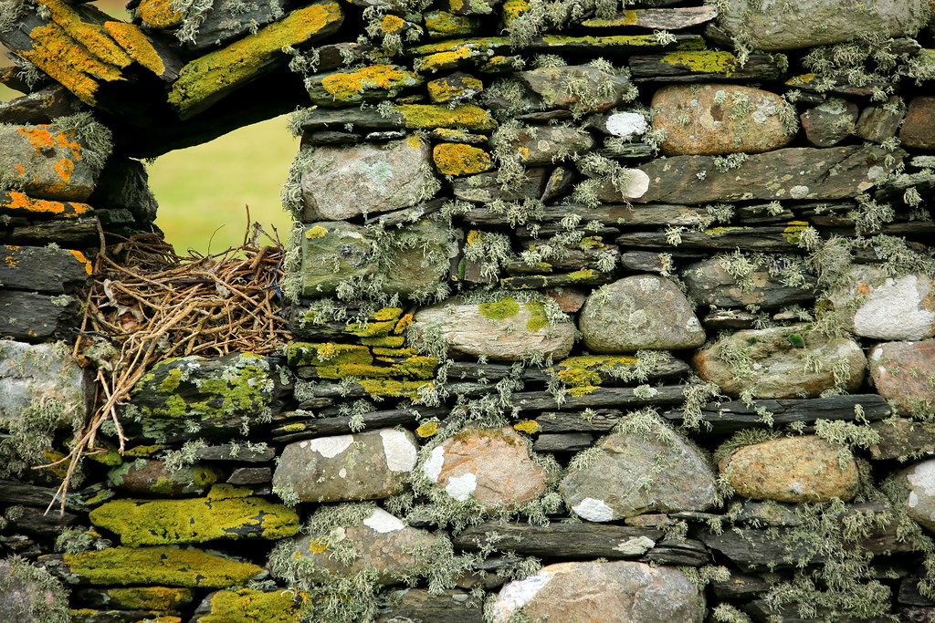 Old wall, old nest Alan Pitman Flickr
