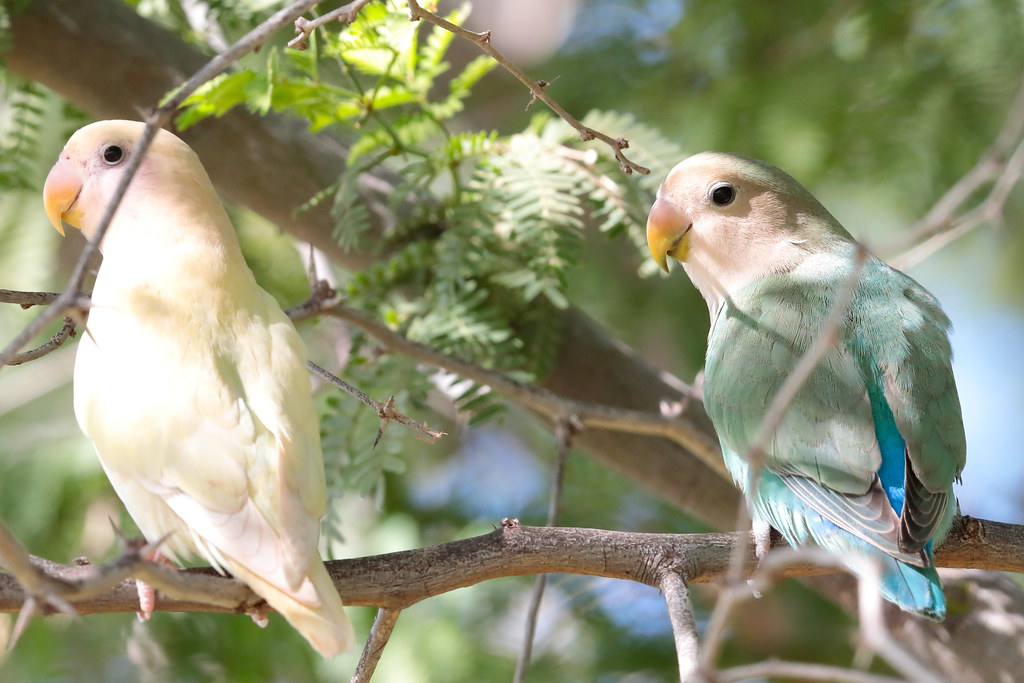 Rosyfaced Lovebirds much paler than those we've viewed… Flickr