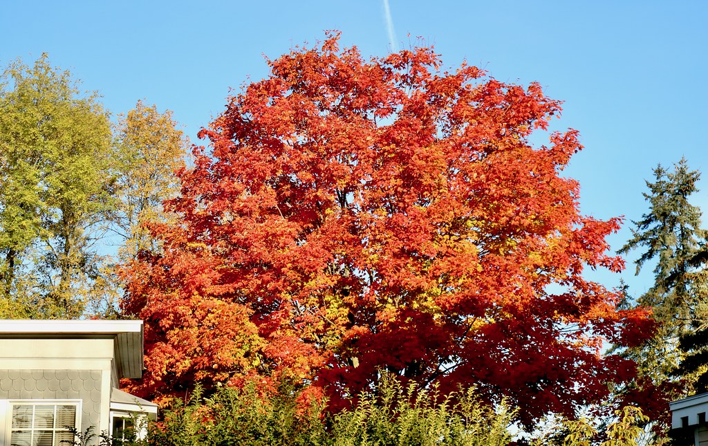 IMG_7840 Tree at peak foliage in Vergennes, Vermont. JBBTaipei Flickr