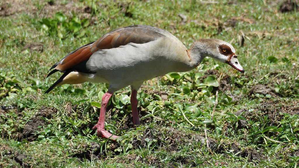 Egyptian Goose Lake Naivasha Kenya Kishan Iyengar Flickr