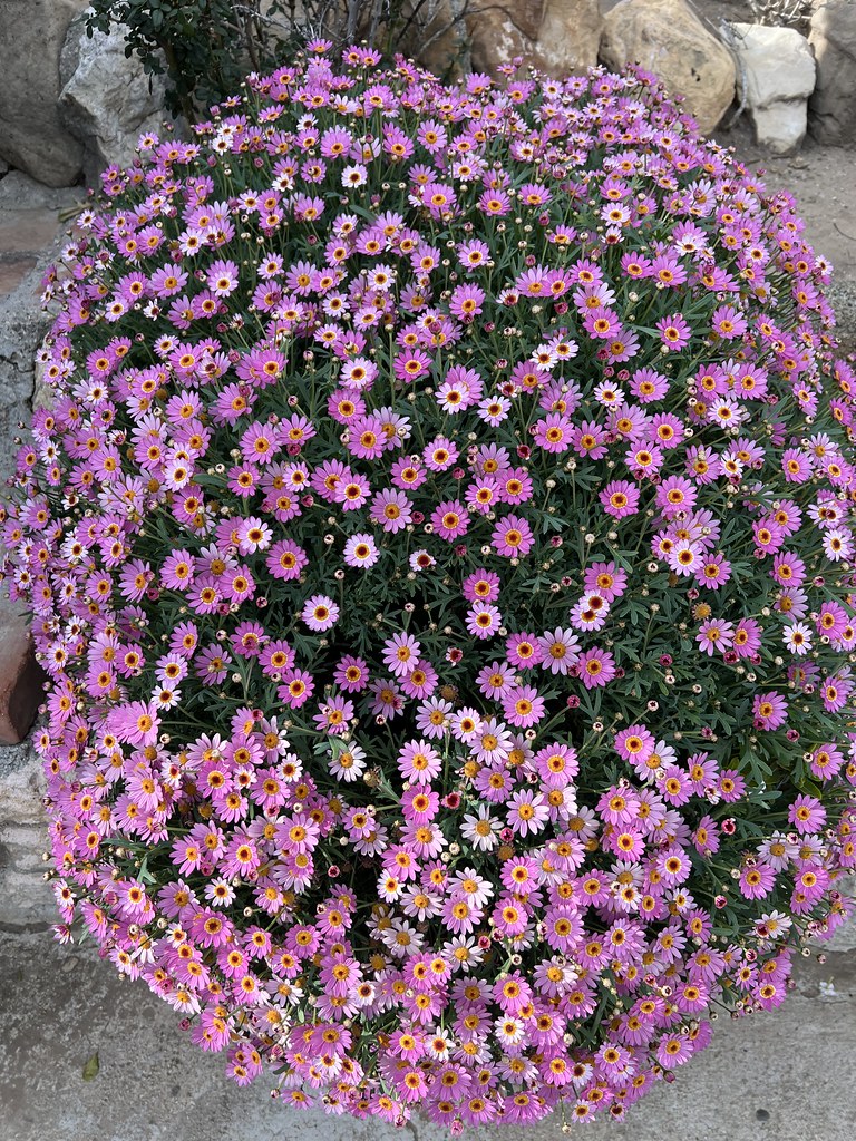 St. Valentine’s Day Flowers in the garden Deborah Hamilton Flickr