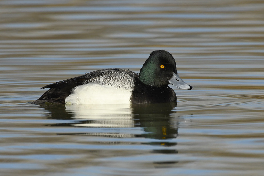 Lesser Scaup Lesser Scaup on the lake at Tingley Beach Mike Stoy Flickr