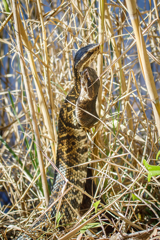 Water Moccasins Camp Helen State Park, Florida A C Flickr