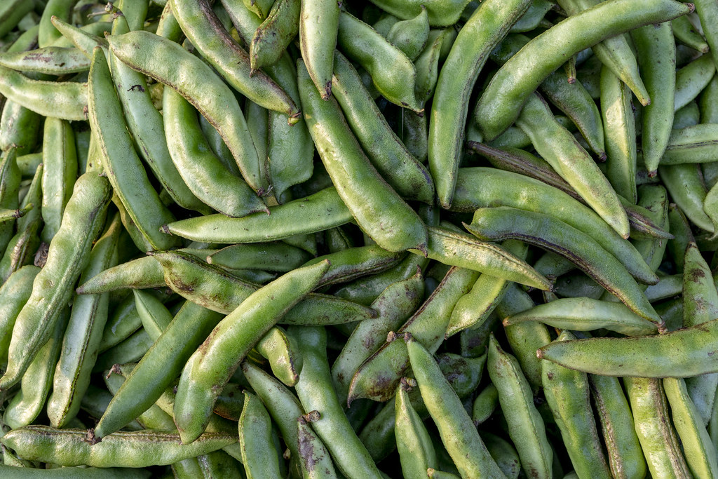 Bean © Jubair Bin Iqbal Contact Info ☎ … Flickr