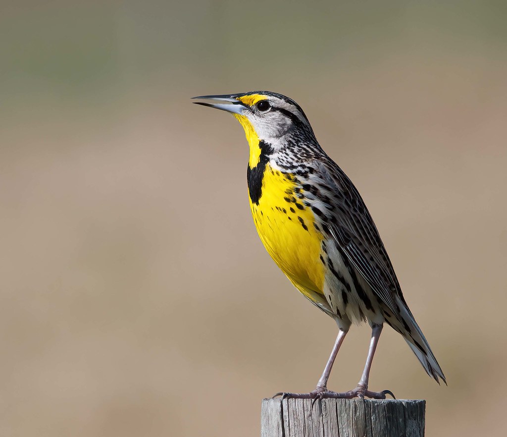 Eastern Meadowlark Hardee County, Florida USA David Conley Flickr