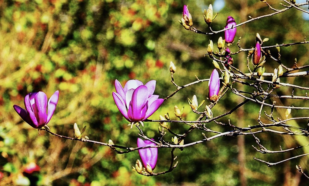 “Saucer Magnolia (‘Magnolia × soulangeana’)” 2/20/2023 Ham… Flickr
