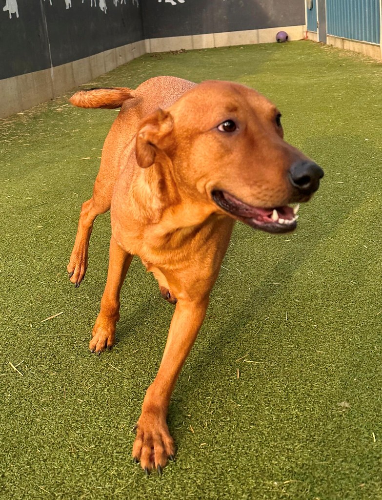 IMG_0569 Greenlin Lambs Gap Flickr